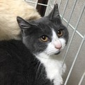 グレーのハチワレ   ラベンダーちゃん