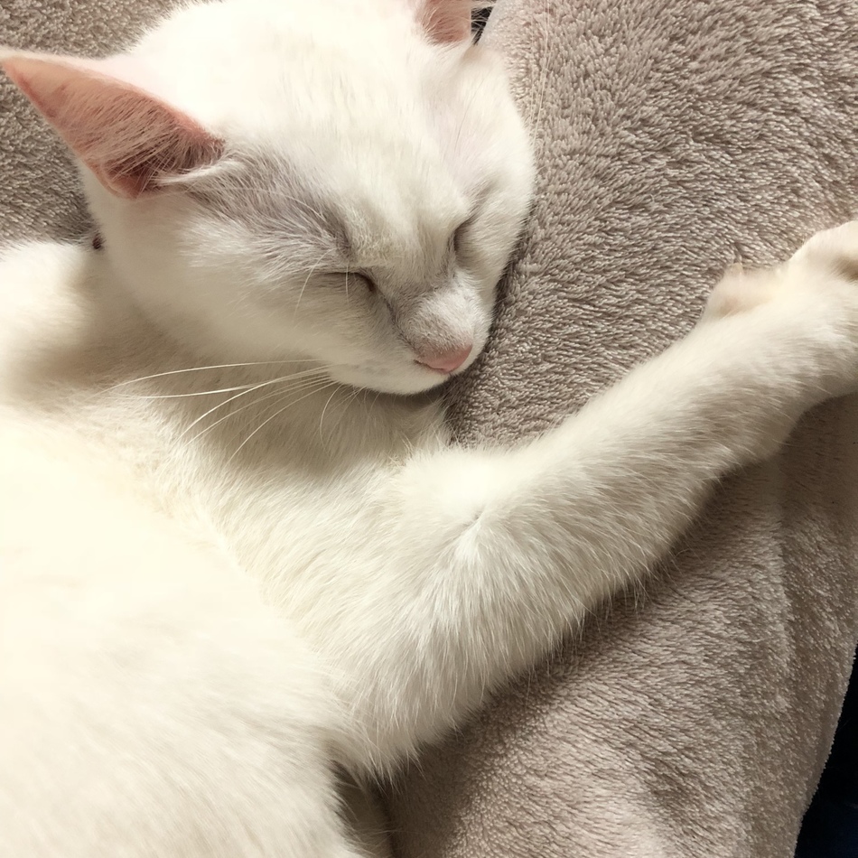 キキのカバー写真