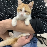ちゃこ