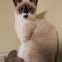 4/6キャットソシオン譲渡会に参加！サラちゃん