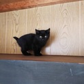 黒猫の黒豆ちゃん2ヶ月です！