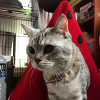 ざらめ