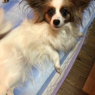 ☆パピヨン女の子☆