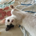 生後2ヶ月(12/1現在)の猫ちゃんです