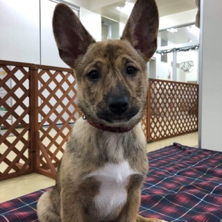 新しい家族を募集しています！エマちゃん