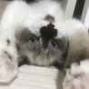お手上げ