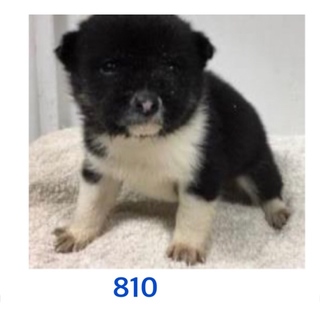 おちびちゃん3兄妹です。