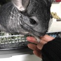 おっとり優しい性格のチンチラ♂