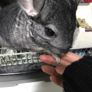 おっとり優しい性格のチンチラ♂