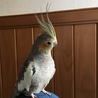チロ子