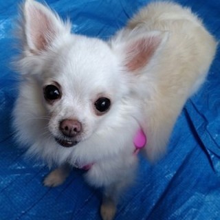 チワワのリュネットちゃん