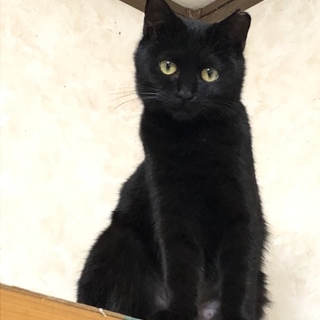超甘えん坊  黒猫  姫心ちゃん  7ヶ月 