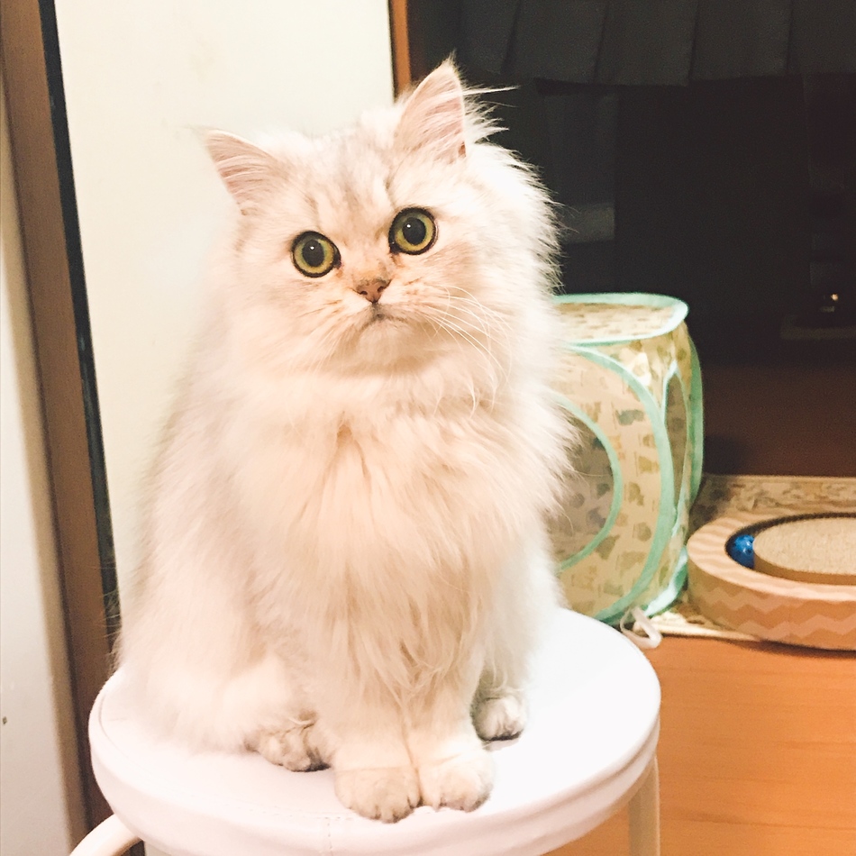 福のカバー写真