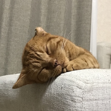 おネムかな