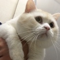 甘えた寂しがりスコ男の子