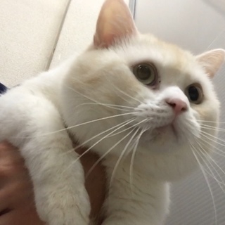 甘えた寂しがりスコ男の子