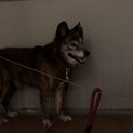 オオカミみたいなトラ柄の子