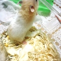 急募！里親募集！ハムスター