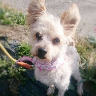 「ヨークシャー・テリア × 広島県が募集対象」保護犬の里親募集情報 :: ペットのおうち【里親決定25万頭！】