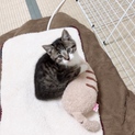 子猫 2ヶ月♂