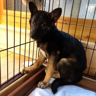 ニノ（MIX・雌・4月半位）