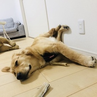 ウィル