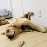ウィル
