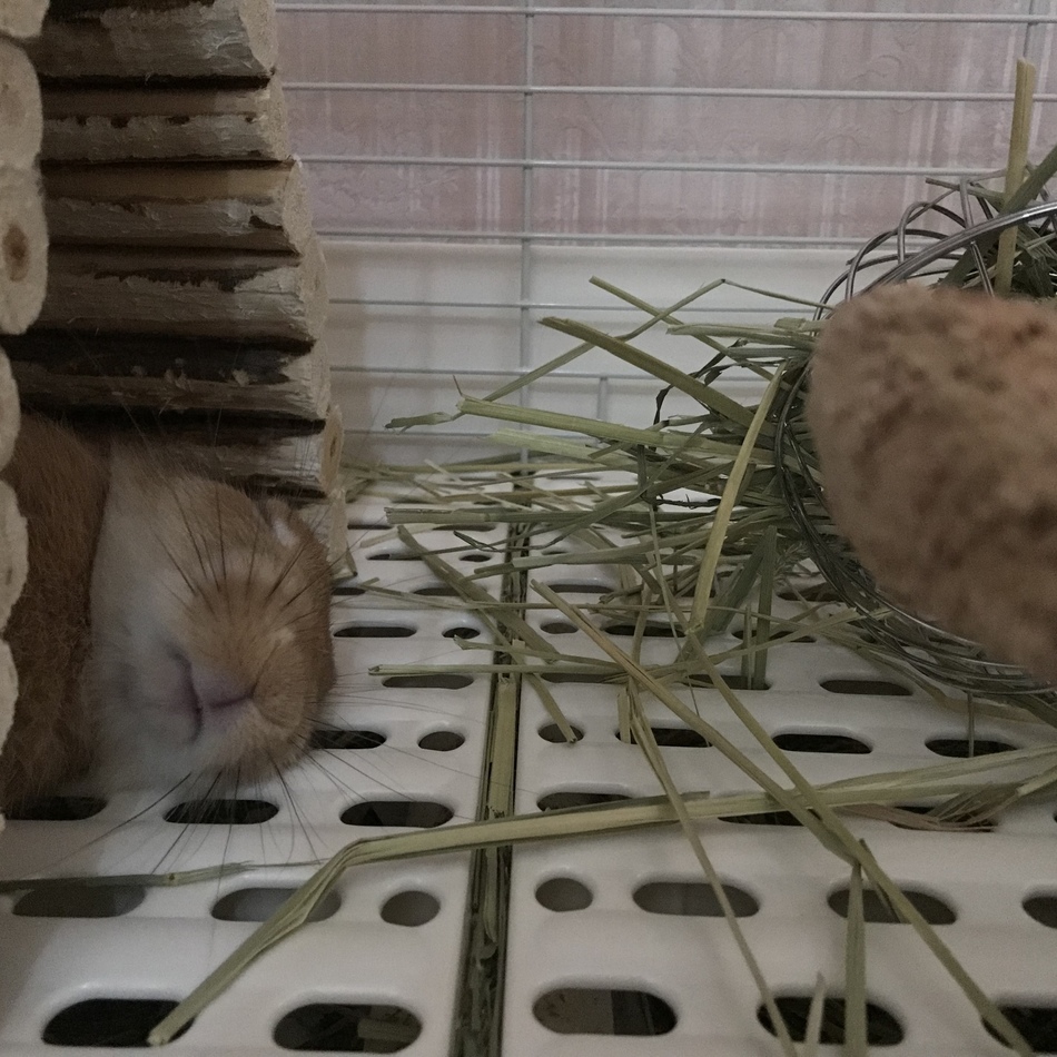 わかばのカバー写真