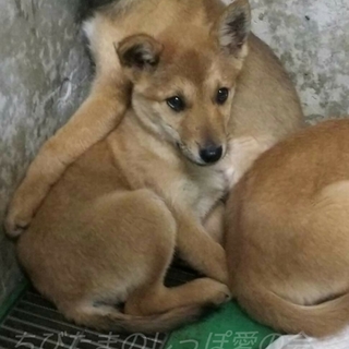 新しい家族が出来ました(。^。^。)