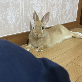 うさぎの里親募集です。