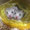 長毛ハムスター サムネイル3