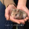 長毛ハムスター サムネイル4