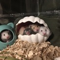 長毛ハムスター