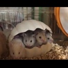 長毛ハムスター サムネイル2