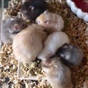 長毛ハムスター サムネイル5