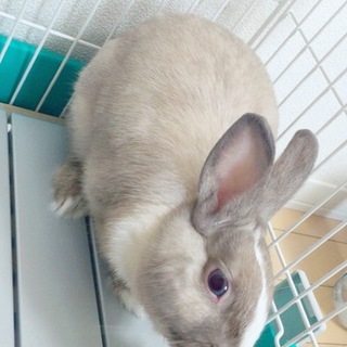 保健所に連れて行きたくないので本当にお願いします。