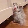 あかねどん