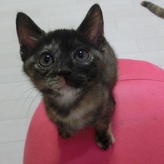 スーモちゃん☆2ヶ月