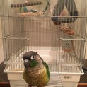 ウロコインコ