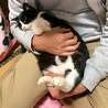 よく懐く癒し猫♡家族みんなを笑顔にするよ♪ サムネイル6