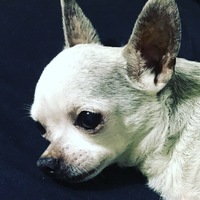 アーヴィン