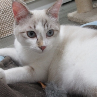 ブルーアイズ「いっぺい」