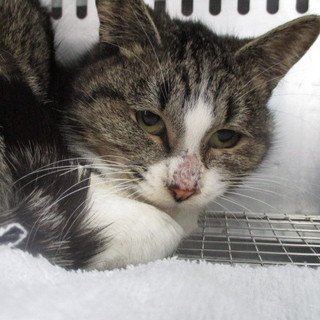 処分対象になる子です。収容期限12/28朝迄