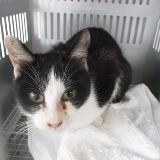 処分対象になる子です。収容期限12/28朝迄