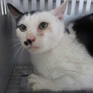 処分対象になる子です。収容期限12/28朝迄