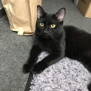モコモコの黒猫 甘えん坊の緑くん