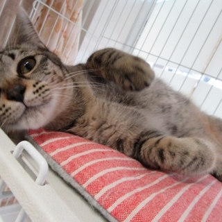 甘えん坊「いおん」男の子