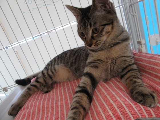 甘えん坊「いおん」男の子 サムネイル7