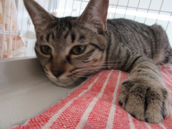 甘えん坊「いおん」男の子 サムネイル2