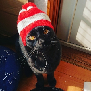 カッコかわいい黒猫、こくとうちゃん！